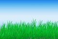 Green Grass Background Royalty Free Stock Photo