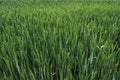 Green field of wheat. Floral background.