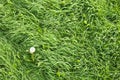 Lush growth of green grass