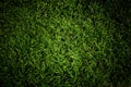 Green grass background