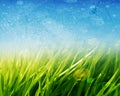 Green grass background Royalty Free Stock Photo