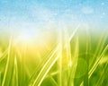 Green grass background Royalty Free Stock Photo