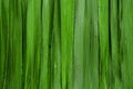 Green grass background. Backdrop made of vertical grass blades. Abstract grass texture banner Royalty Free Stock Photo