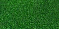 Green grass background, banner. Turf, soccer field, green grass artificial turf, texture, top view