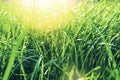 Green grass background. bright green grass on the lawn lit by shining sunbeams. Grass landscape, summrt grass background Royalty Free Stock Photo