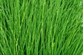 Green grass background