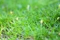 Green grass background close up Royalty Free Stock Photo