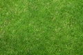 Green grass background Royalty Free Stock Photo