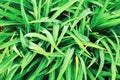 Green grass field background closeup, fresh green leaves texture macro, foliage pattern, flower leaf backdrop, organic plant, herb Royalty Free Stock Photo