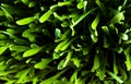 Green grass background close-up, top view Royalty Free Stock Photo