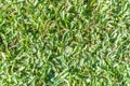 Green grass background