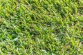 Green grass background