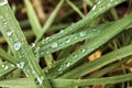 Green grass background close up with water droplets Royalty Free Stock Photo