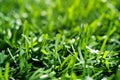 Green grass background, soft blurred focus. Artificial fencing, chain-link mesh with imitation of green grass Royalty Free Stock Photo