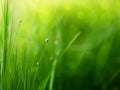 Green grass background with color bokeh