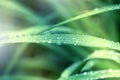 Green grass background. Drop of dew in morning on leaf. Nature B Royalty Free Stock Photo