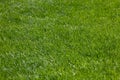 green grass background, football field textured background Royalty Free Stock Photo