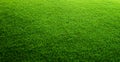 Green grass background