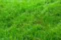 Green grass background. Fresh bright green grass on a sunny day