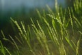 Green grass background Royalty Free Stock Photo