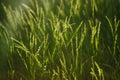 Green grass background Royalty Free Stock Photo