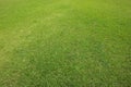 Green grass background