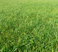 Green grass background