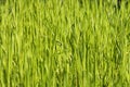 Green grass Royalty Free Stock Photo