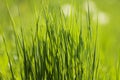 Green grass Royalty Free Stock Photo