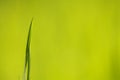 Green grass Royalty Free Stock Photo