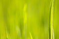 Green grass Royalty Free Stock Photo