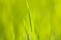 Green grass Royalty Free Stock Photo