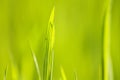 Green grass Royalty Free Stock Photo