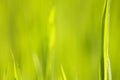 Green grass Royalty Free Stock Photo