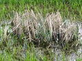 Green grass around and island of dry grass at pond water