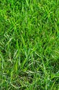 Green grass background. Lawn, football field, green grass artificial turf, texture, top view Royalty Free Stock Photo