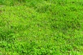 Green grass background. Lawn, football field, green grass artificial turf, texture, top view Royalty Free Stock Photo