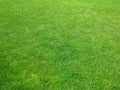 Green grass background lawn pattern textured background Royalty Free Stock Photo