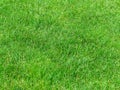 Green grass background lawn pattern textured background Royalty Free Stock Photo