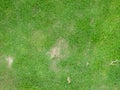 Green grass background, green lawn pattern textured background, top view Royalty Free Stock Photo