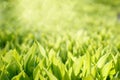 Green grass background. Lilies of the valley with sunny glare.