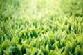 Green grass background. Lilies of the valley with sunny glare