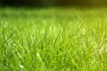 Green grass background. Meadow in spring or summer