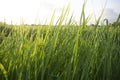Green grass background. Green grass in the morning. Fresh green. Royalty Free Stock Photo