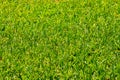 Green grass background. Nature, natural lawn, garden, clean environment, fresh air