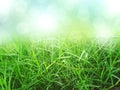 Green grass background, nature texture Royalty Free Stock Photo