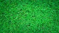 Green grass background, nature texture Royalty Free Stock Photo