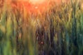 Green grass background with orange sun beam Royalty Free Stock Photo