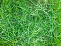 Green grass background pattern Royalty Free Stock Photo