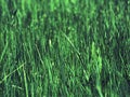 Green grass background pattern